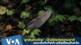 Thumbnail for VOA Thai's adaptation of Reuters report on nature-inspired device for early wildfire detection