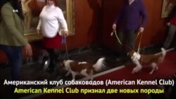 В США признали «голландца» и «француза»