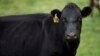 New Zealand Targets Cow Burps to Help Reduce Global Warming