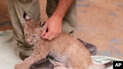 FILE - A 3-month-old Eurasian lynx cub is pictured at the Six Flags Great Adventure theme park in Jackson, N.J., July 17, 2018. A Spanish conversation center reported in August 2019 that a lynx was born there two months earlier.