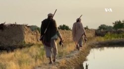 افغانستان کې د وحشي مرغانو ښکار