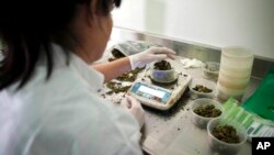 FILE - An Israeli woman works at Tikkun Olam medical cannabis farm, near the northern Israeli city of Safed, Israel, Nov. 1, 2012. Late Tuesday, Dec. 25, 2018, Israel's parliament unanimously approved a law to permit exports of medical marijuana. 