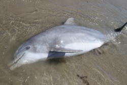 An 8 ft. long dolphin washed ashore dead in May 2011. Dolphin deaths reported in the Gulf have increased dramatically in the decade following the BP Oil Spill.(Credit: Healthy Gulf)