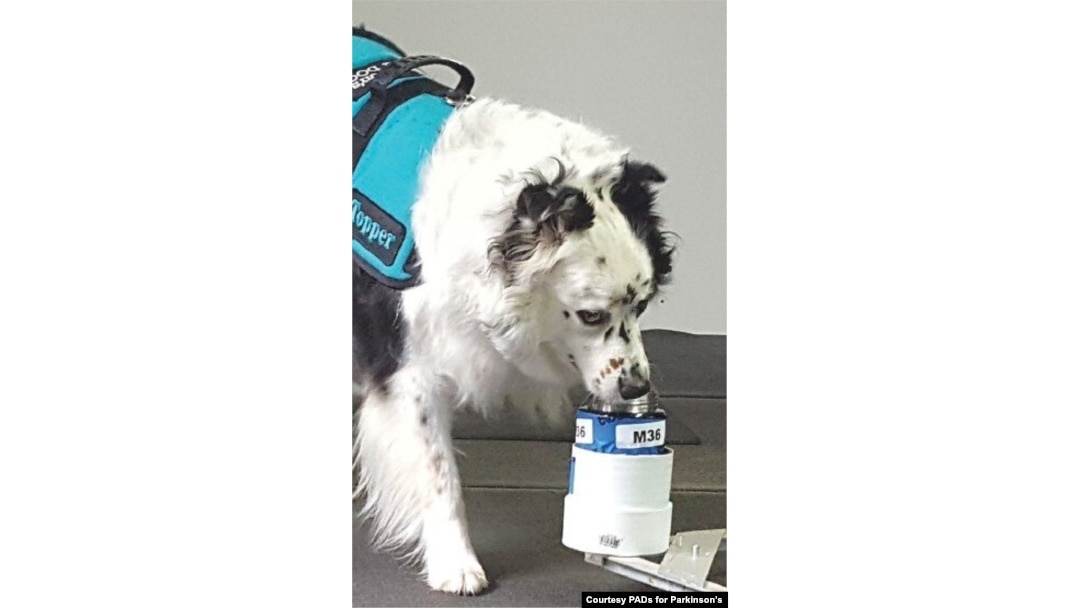 Can Dogs Get A Form Of Parkinsons