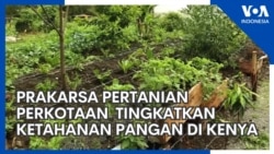 Prakarsa Pertanian Perkotaan Untuk Tingkatkan Ketahanan Pangan di Kenya 