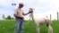 Peternakan Alpaca Makin Populer di Amerika