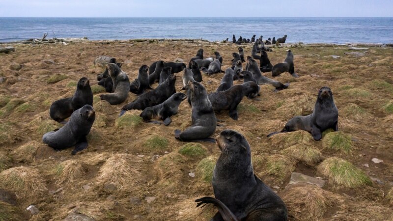 Mayor Fighting for Seals in Alaska