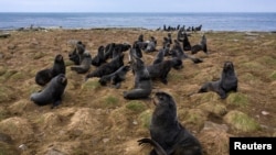 Fur seals rest along the northern shore in St. George, Alaska, U.S., May 22, 2021. Hundreds of thousands of fur seals spend their summer on St. George each year. Picture taken on drone May 22, 2021. REUTERS/Nathan Howard