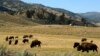 Kawanan bison merumput di taman nasional Yellowstone (foto: dok). 