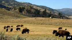 Kawanan bison merumput di taman nasional Yellowstone (foto: dok). 