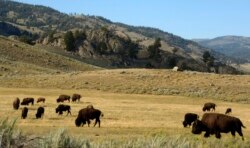 FILE - A herd of bison grazes in the Lamar Valley of Yellowstone National Park, Aug. 3, 2016.