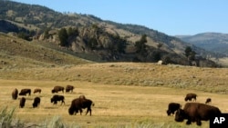 FILE - A herd of bison grazes in the Lamar Valley of Yellowstone National Park, Aug. 3, 2016.