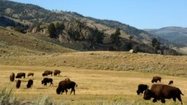 FILE - A herd of bison grazes in the Lamar Valley of Yellowstone National Park, Aug. 3, 2016.