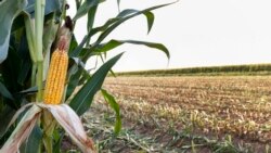 Corn waits to be harvested on land leased by Tempe Farming Co., Thursday, July 22, 2021, in Casa Grande, Ariz. (AP Photo/Darryl Webb)