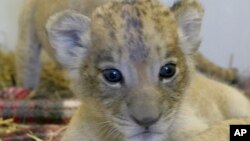 A new baby lion cub on display at the Riverbanks Zoo and Garden in Columbia, S.C. 