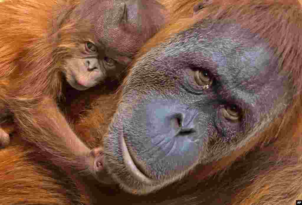 A baby orangutan rests on its mother, Padana, at the Leipzig Zoo in Germany.