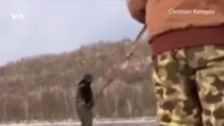 Спасение оленя