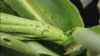 Malawi Farmers Fight Armyworms with Home-Made Repellents