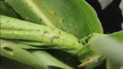 Malawi Farmers Fight Armyworms with Home-Made Repellents