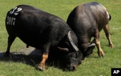 Two water buffaloes fight in Do Son beach town of Hai Phong, Vietnam, Sept. 28, 2017. Vietnam's water buffalo fighting festival has resumed amid calls for an end to the traditional annual event because of its violence.