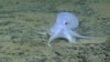New Octopus Spotted on Ocean Floor