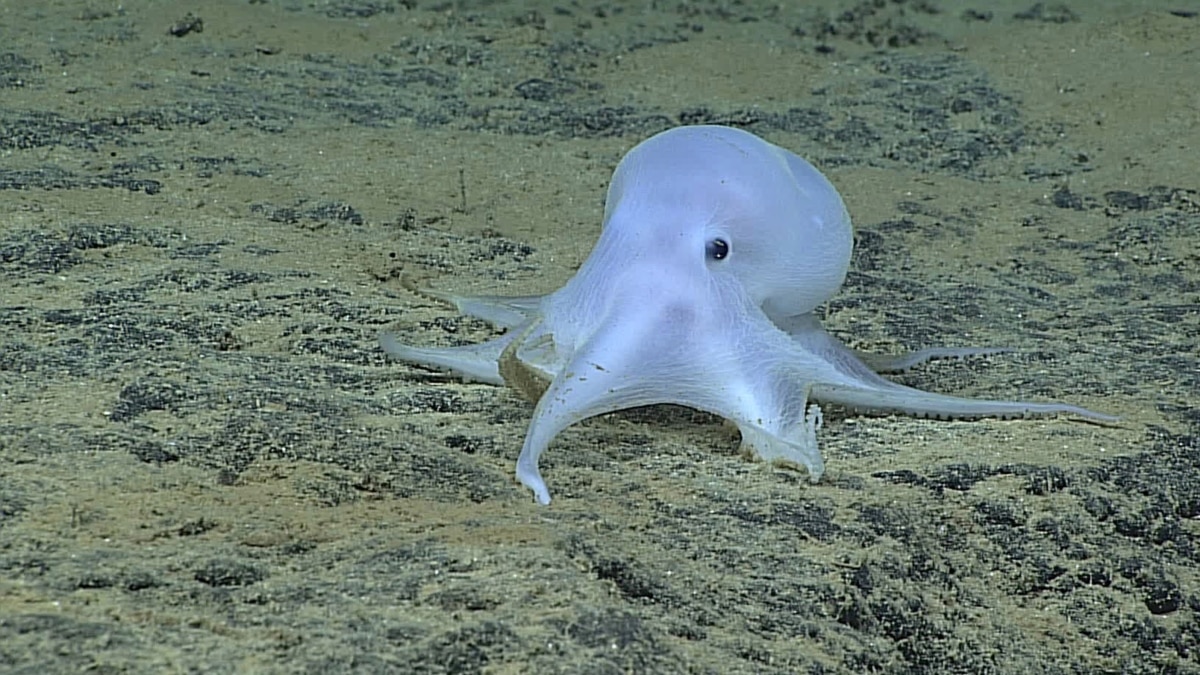 real octopus in ocean
