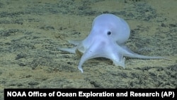 A new octopus species may have been found on the ocean floor near Hawaii.