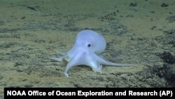Esta imagen provista por NOAA muestra una posible nueve especie de pulpo.