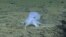 Esta imagen provista por NOAA muestra una posible nueve especie de pulpo.