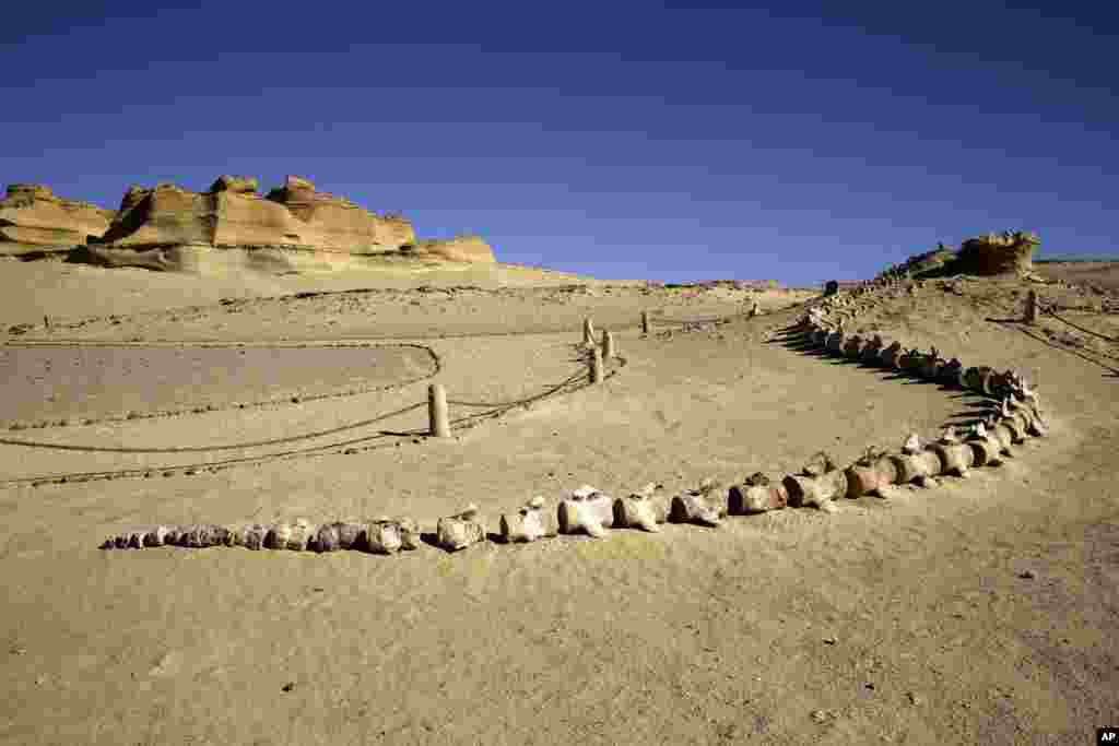 Fossilized whale bones are on display outside the Wati El Hitan Fossils and Climate Change Museum, a UNESCO natural World Heritage site, on the opening day, in the Fayoum oasis, Egypt.