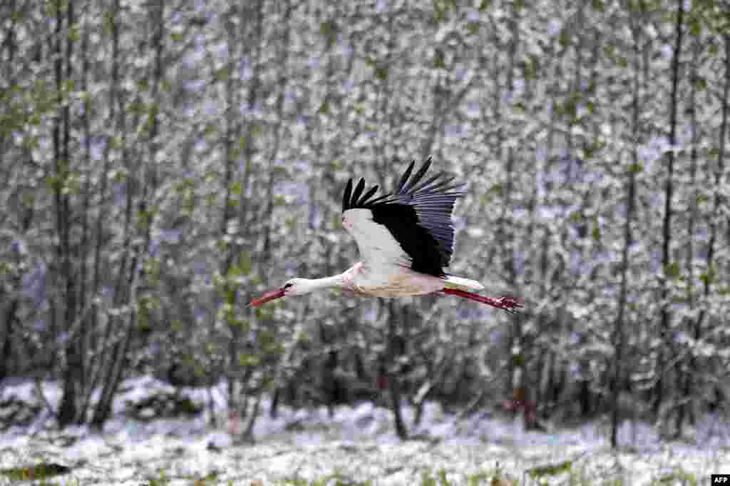 A stork flies past snowy bushes in the village of Kreva, about 100 km northwest of Minsk, Belarus.