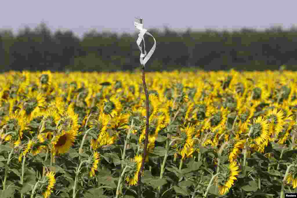 A makeshift evidence marker at the site of the downed Malaysian airliner MH17, near the village of Rozsypne, in the Donetsk region, Aug. 4, 2014.