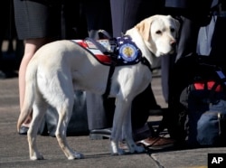 Sully, el labrador retriever amarillo que era el perro guía del expresidente George H.W. junto a los miembros de la familia Bush durante una ceremonia de salida en el Ellington Field, en Houston, Texas, el lunes 3 de diciembre de 2018, antes de partir hacia Washington D.C. para tres días de honores al expresidente.(Foto de AP / David J. Phillip)