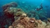 UNESCO: Australia's Great Barrier Reef Outlook Poor But Not 'In Danger'