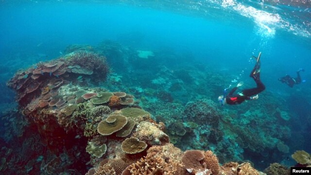 Los corales de Australia necesitan más protección según el minstro del Ambiente australiano, Steven Mills.