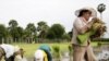 Local Cambodian farmers plant rice at a farm during the rainy season in Phlang village, May 16, 2012.