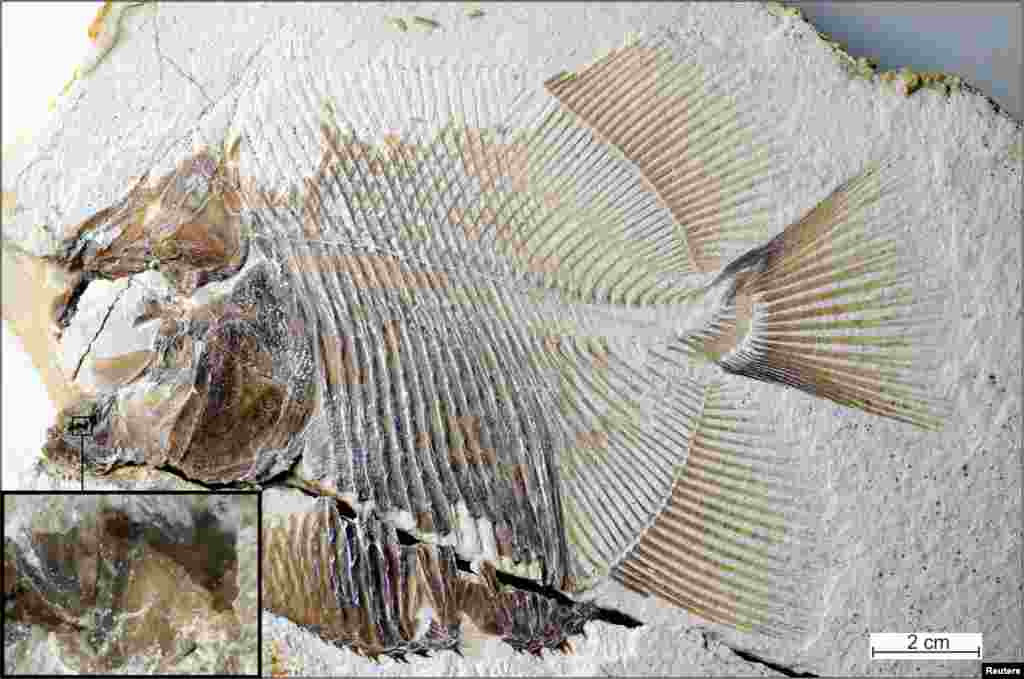 A new piranha-like fish fossil from Jurassic seas with sharp, pointed teeth that probably fed on the fins of other fishes, discovered in southern Germany from the time of dinosaurs and the same deposits that contained Archaeopteryx, is seen in this image released from Eichstaett, Bavaria, Germany.