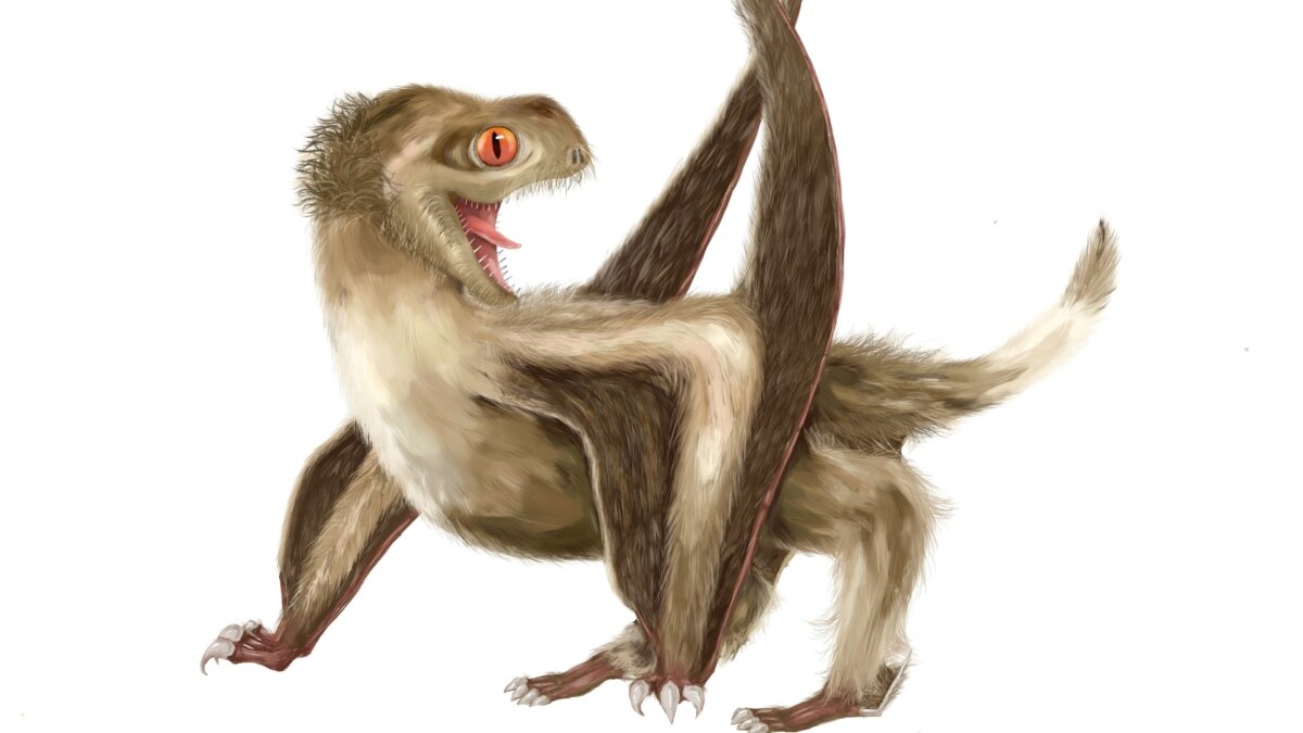 Wondrous Extinct Flying Reptiles Boasted Rudimentary Feathers