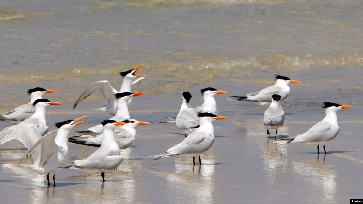 90 Persen Burung Laut Makan Plastik