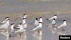 Burung-burung di Pulau West Ship di Gulfport, Mississippi.