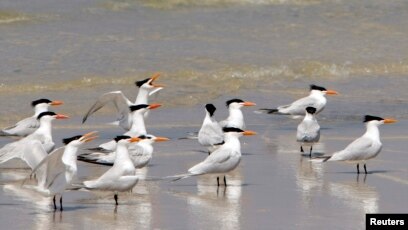 50+ Burung pemakan ikan laut terupdate