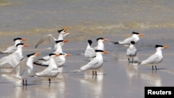 In this May 2010 file photo, sea birds rest on the shore of West Ship Island off the coast of Gulfport, Mississippi.