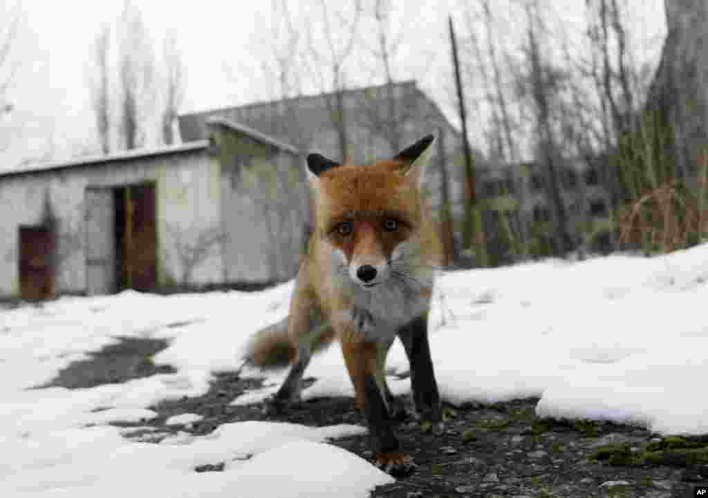 Seekor rubah berkeliaran di kota Pripyat, dekat bekas PLTN Chernobyl di Ukraina.