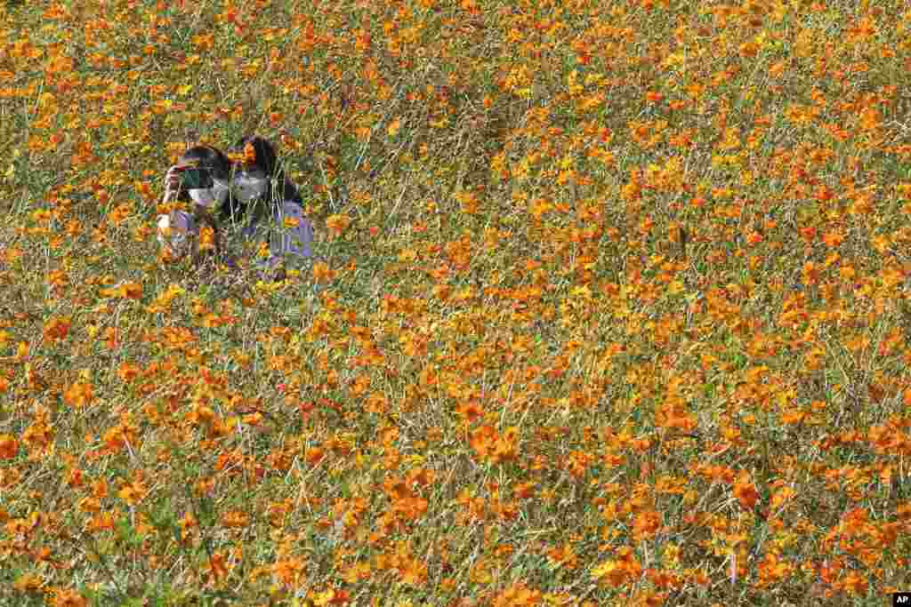 Women take a selfie in a field of cosmos flowers at the Olympic Park in Seoul, South Korea.