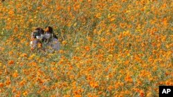 Women wearing face masks to help protect against the spread of the coronavirus take a selfie in a field of cosmos flowers at the Olympic Park in Seoul, South Korea, Monday, Oct. 5, 2020.