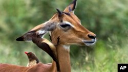 Un oiseau pique-bœuf picore l'oreille d'un impala dans le parc national Kruger, en Afrique du Sud, le 5 mars 2019.