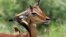 Un oiseau pique-bœuf picore l'oreille d'un impala dans le parc national Kruger, en Afrique du Sud, le 5 mars 2019.