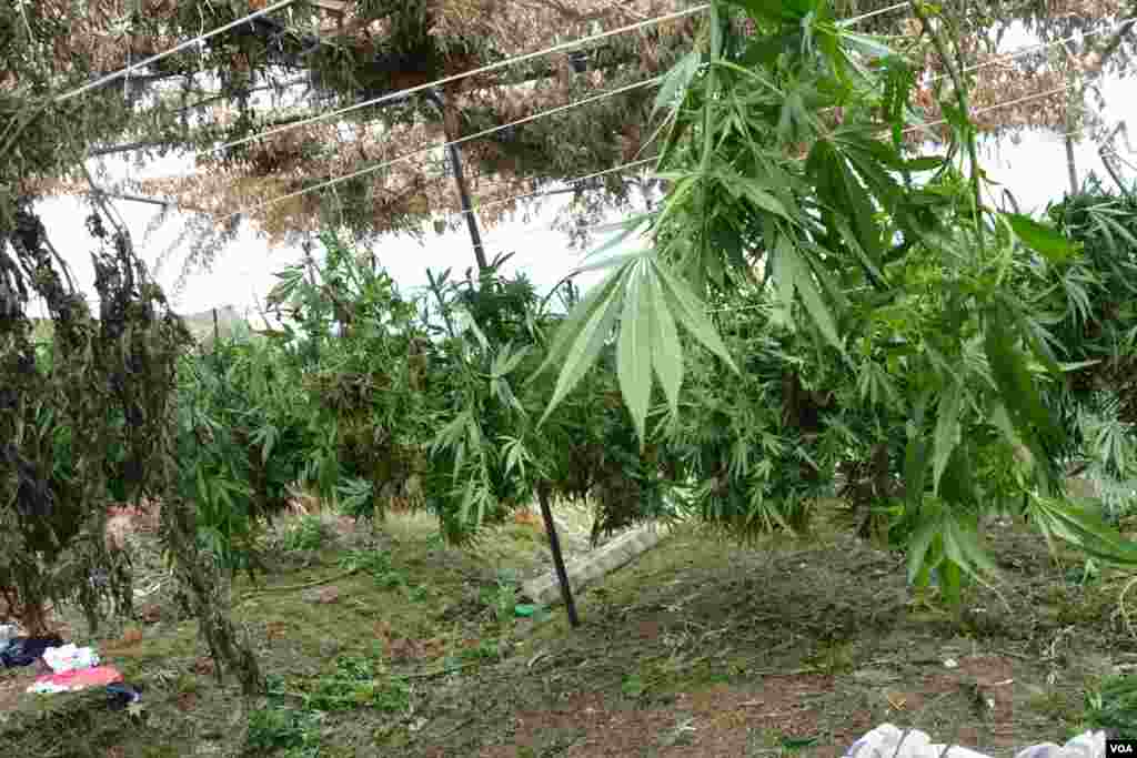 Ilegal Marijuana in Southern Albania