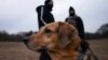 Pandemic Pups Hit Dog Parks