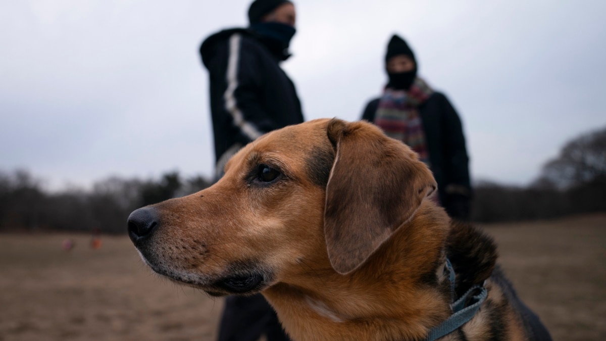 Pandemic Pups Hit Canine Parks